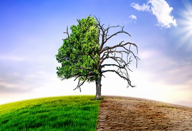 Bild eines Baumes, auf der linken Seite ist er gesund und grün, auf der rechten Seite abgestorben Bild eines Baumes, auf der linken Seite ist er gesund und grün, auf der rechten Seite abgestorben